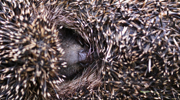 Hedgehog Sleep