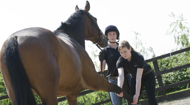 Students Looking At Horses Legs