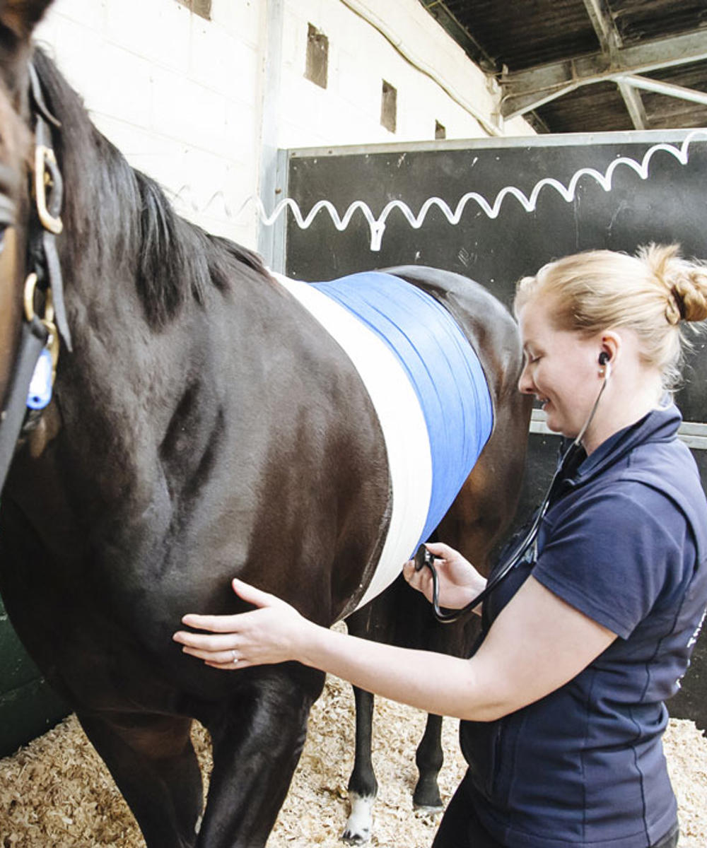 Bsc Hons Equine Veterinary Nursing