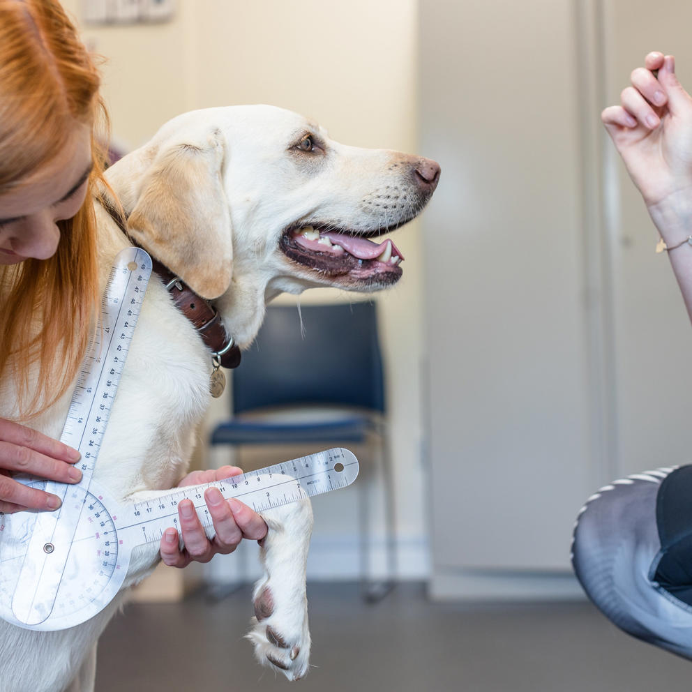 Canine Hyrotherapy