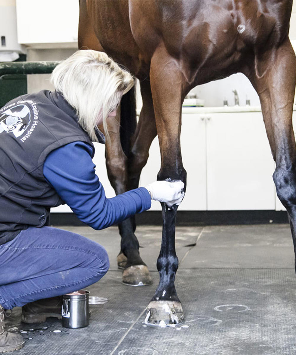 Diploma In Professional Studies Equine Veterinary Nursing