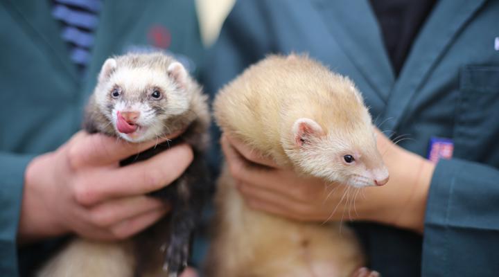 Ferrets