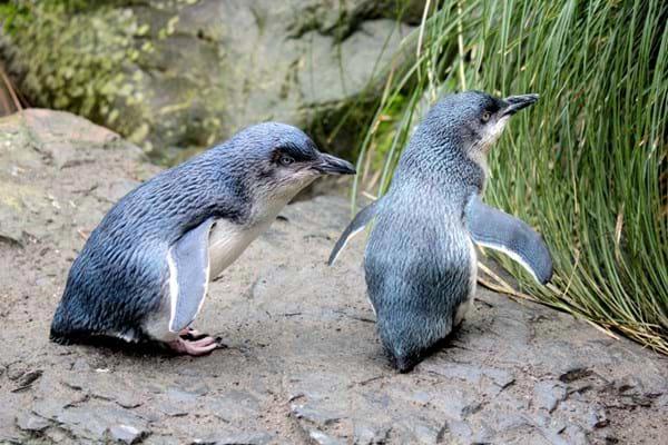 Penguins