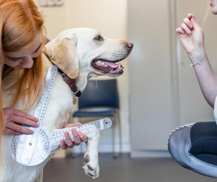 PG Animal Canine Hydrotherapy Research