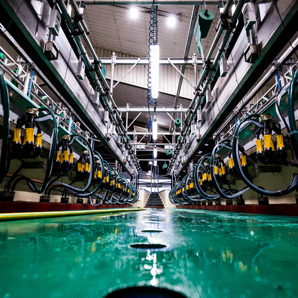 Milking Parlour