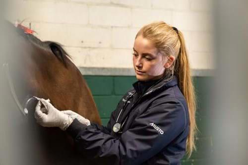 A person touching a horse