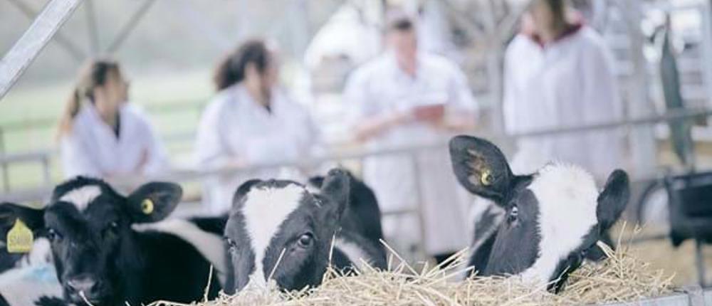 Cows-Eating