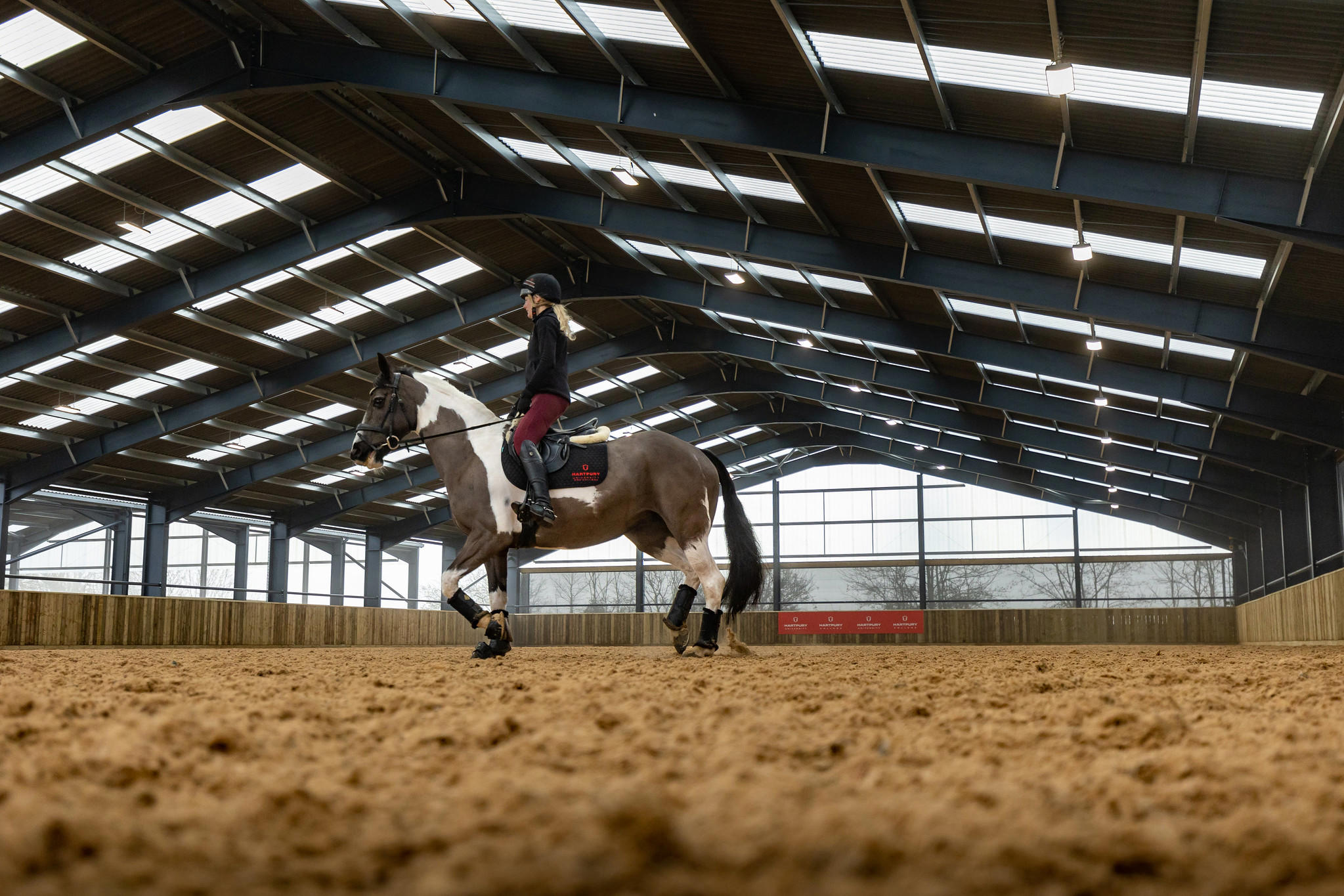 Horse in equine animal assisted arena