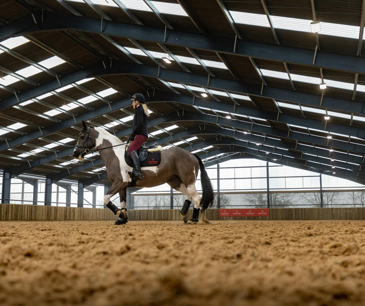 Horse in equine animal assisted arena