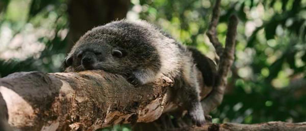 Small-Carnivore