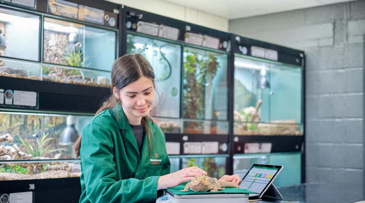 College Animal student weighing reptile