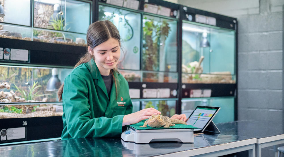 College Animal student weighing reptile