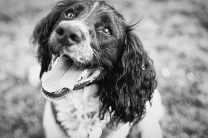 Spaniel