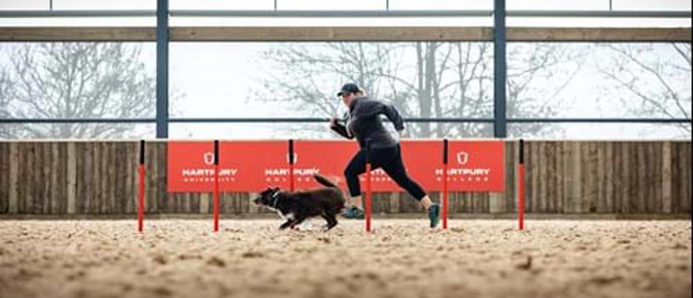 Dog-Agility-Weaves