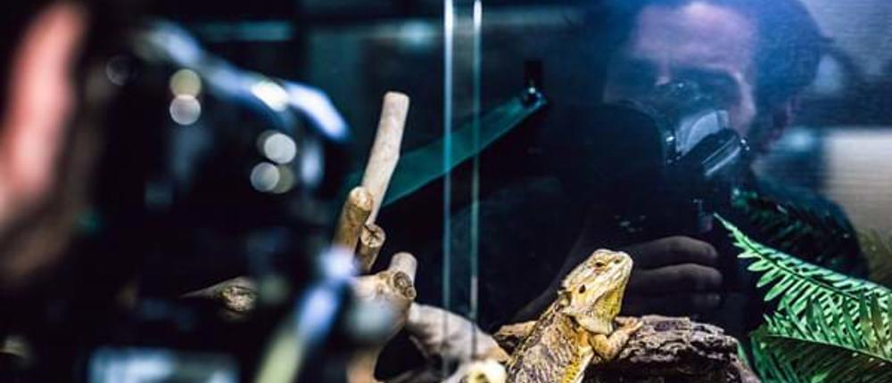 Bearded-Dragon-Photography