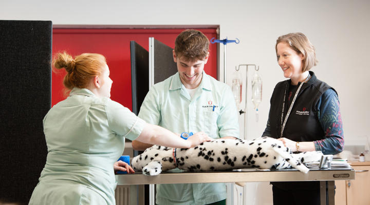 Veterinary Students Learning In Veterinary Nurse Centre